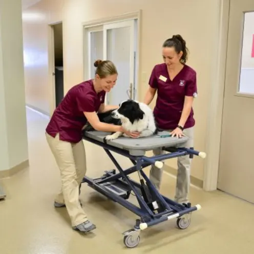 Two staff members with a black and white dog at Companion Animal Hospital